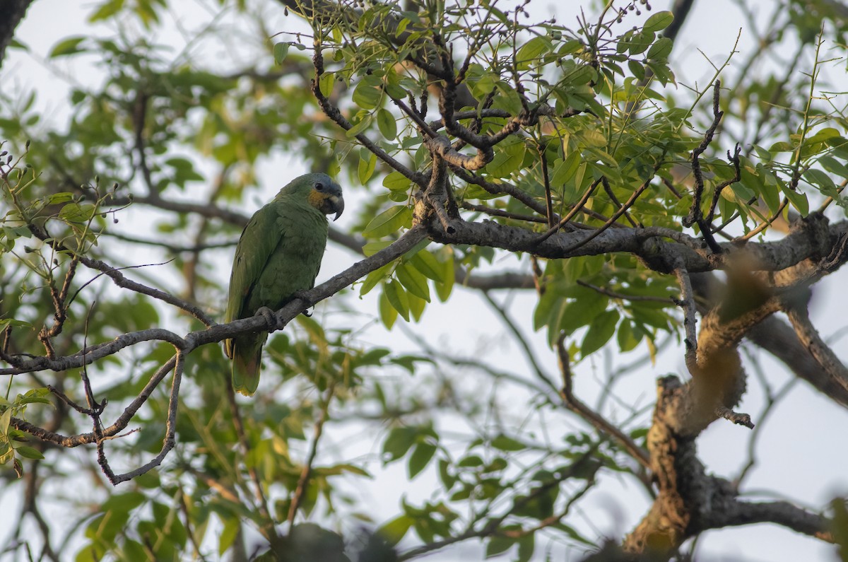 Orange-winged Amazon - ML636005282