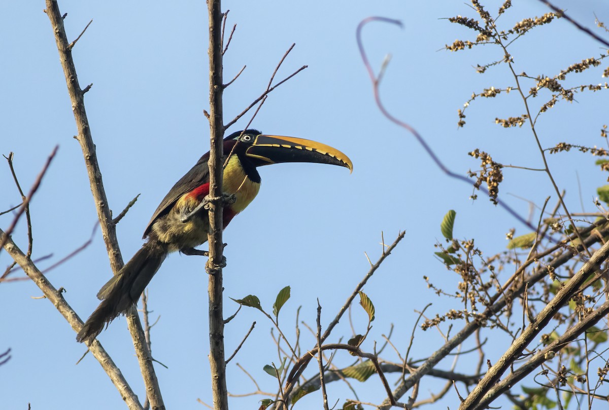 Chestnut-eared Aracari - ML636005297