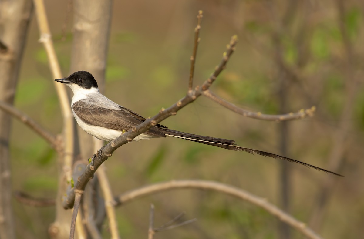 Fork-tailed Flycatcher - ML636005317