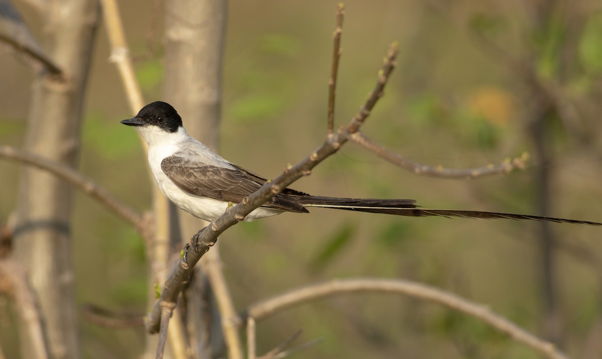 Fork-tailed Flycatcher - ML636005318