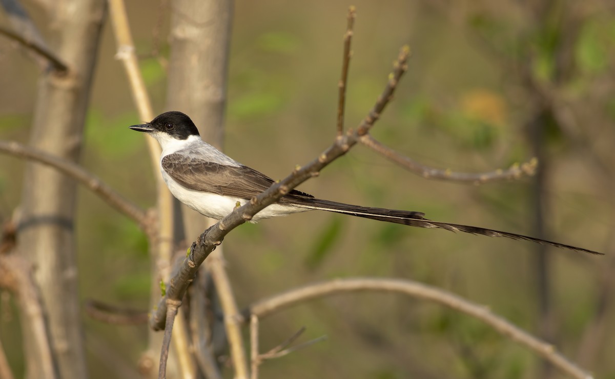 Fork-tailed Flycatcher - ML636005319