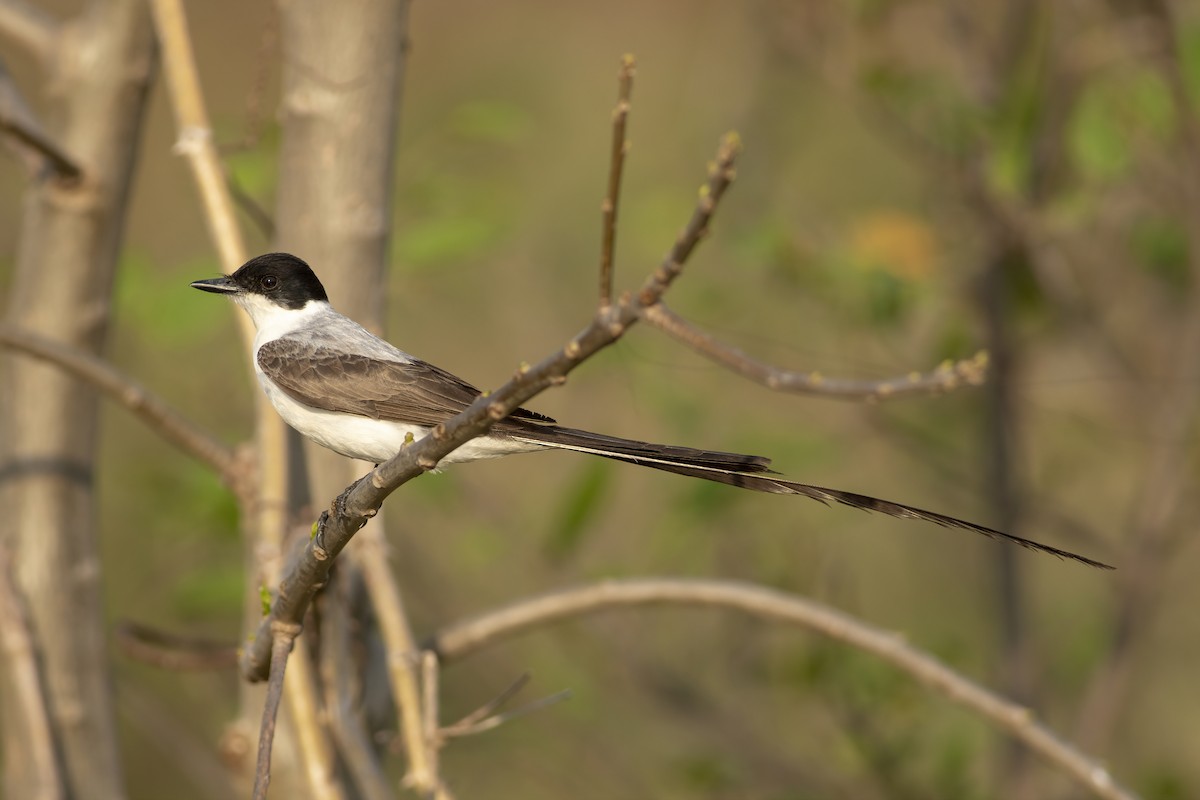 Fork-tailed Flycatcher - ML636005320