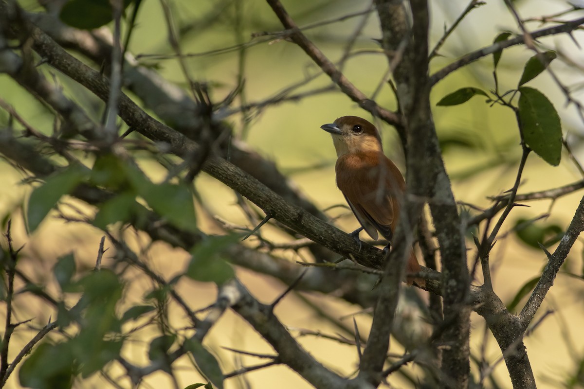 Cinereous Becard - ML636005359