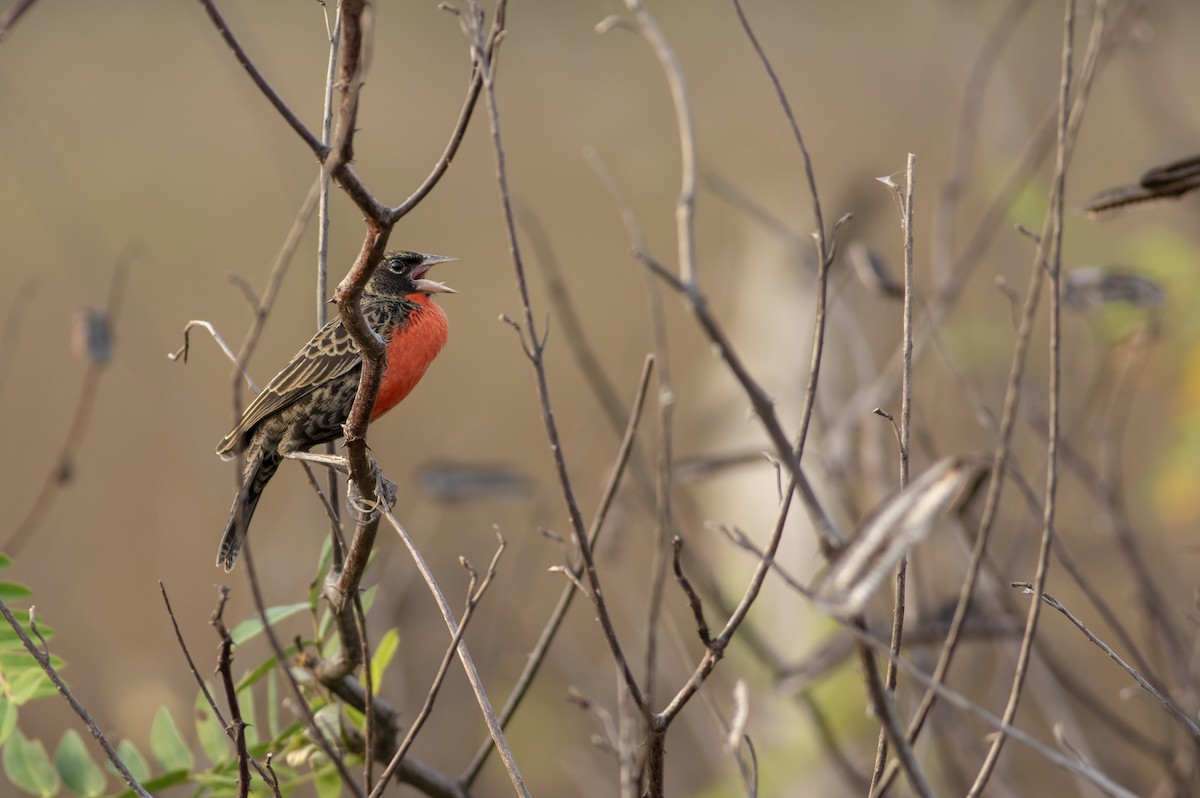 Red-breasted Meadowlark - ML636005379