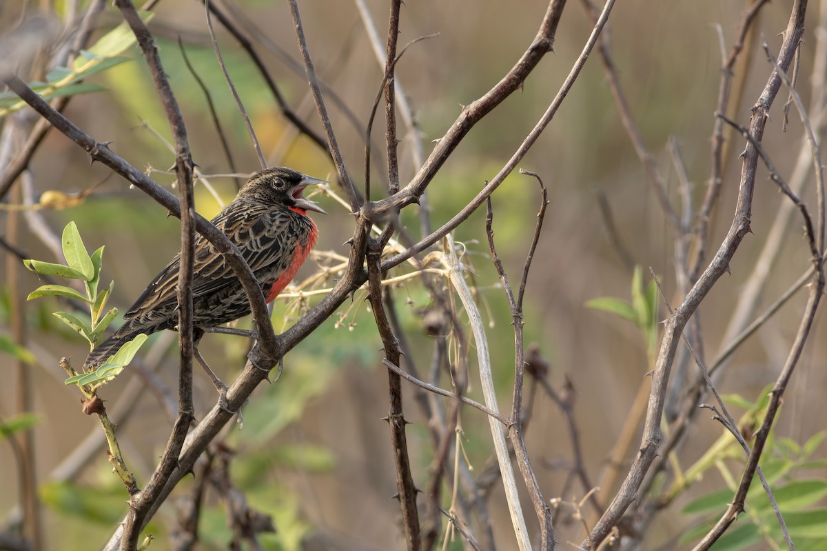 Red-breasted Meadowlark - ML636005381