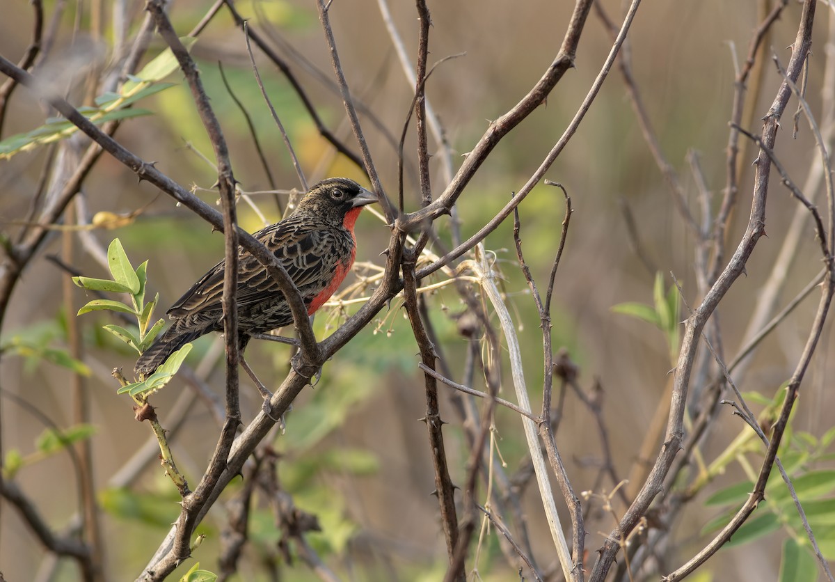 Red-breasted Meadowlark - ML636005382