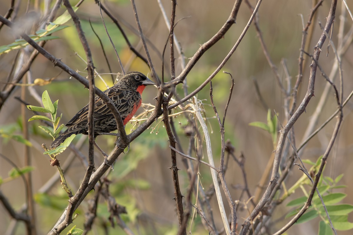 Red-breasted Meadowlark - ML636005383