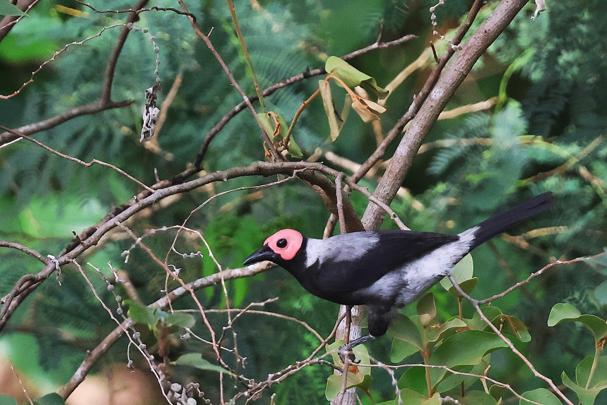 Coleto - Andrew Sutherland