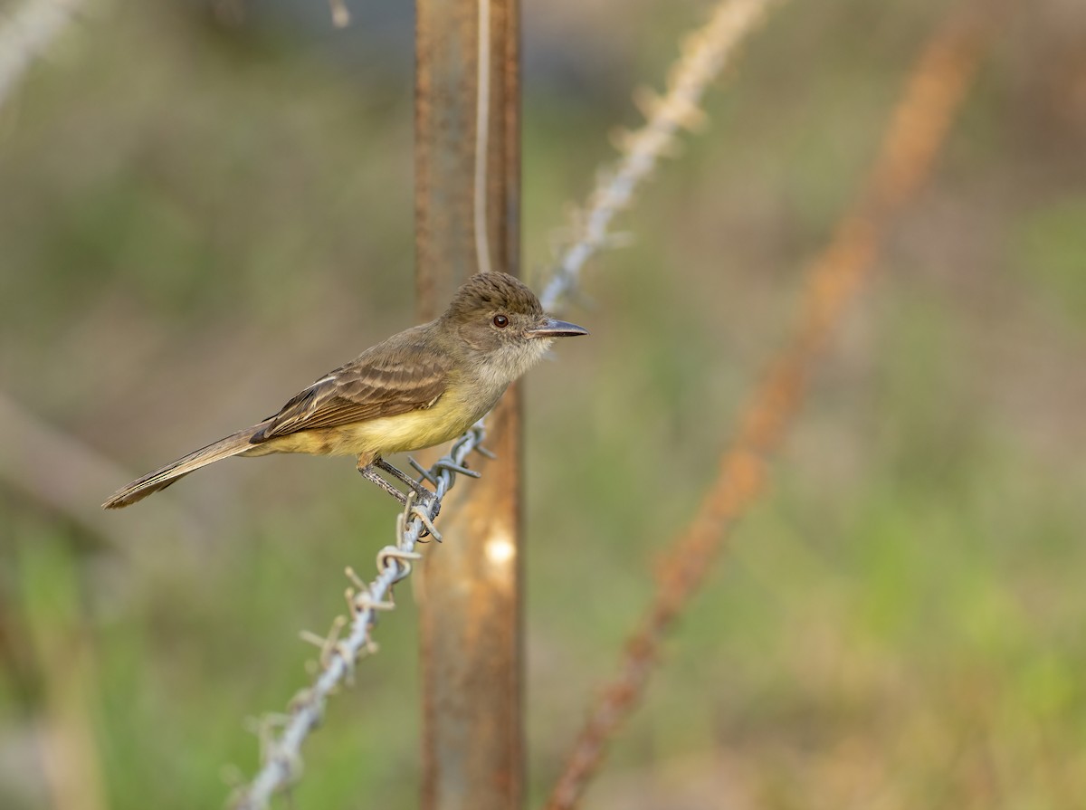 Brown-crested Flycatcher - ML636005418