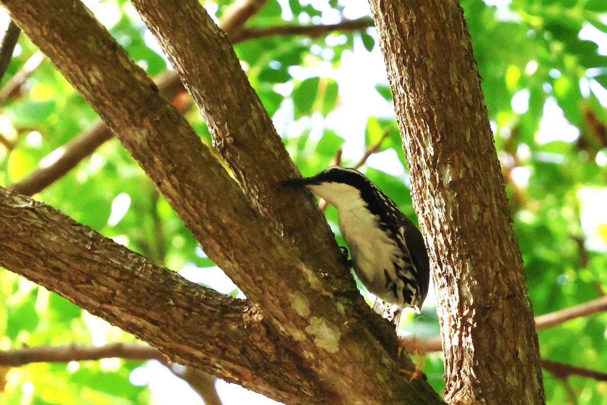 Stripe-sided Rhabdornis - ML636005456