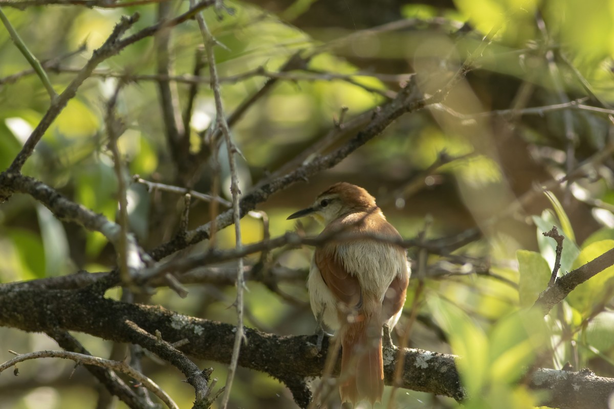 Yellow-chinned Spinetail - ML636005473