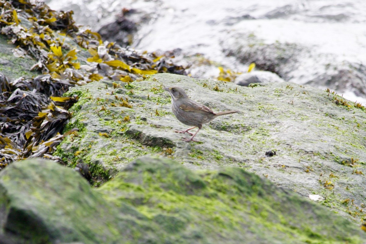 Seaside Sparrow (Atlantic) - ML636005487