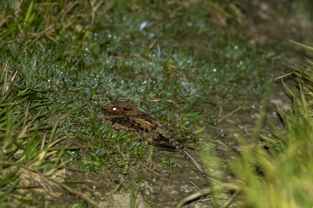 Common Pauraque - ML636005533