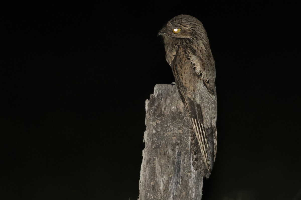 Common Potoo - ML636005542