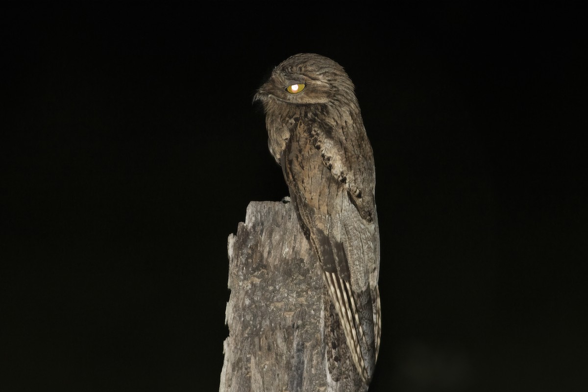 Common Potoo - ML636005543