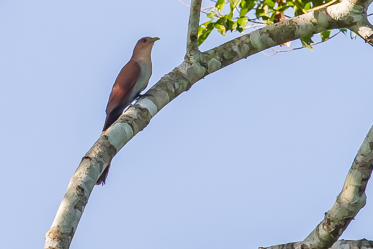 Little Cuckoo - ML636005569