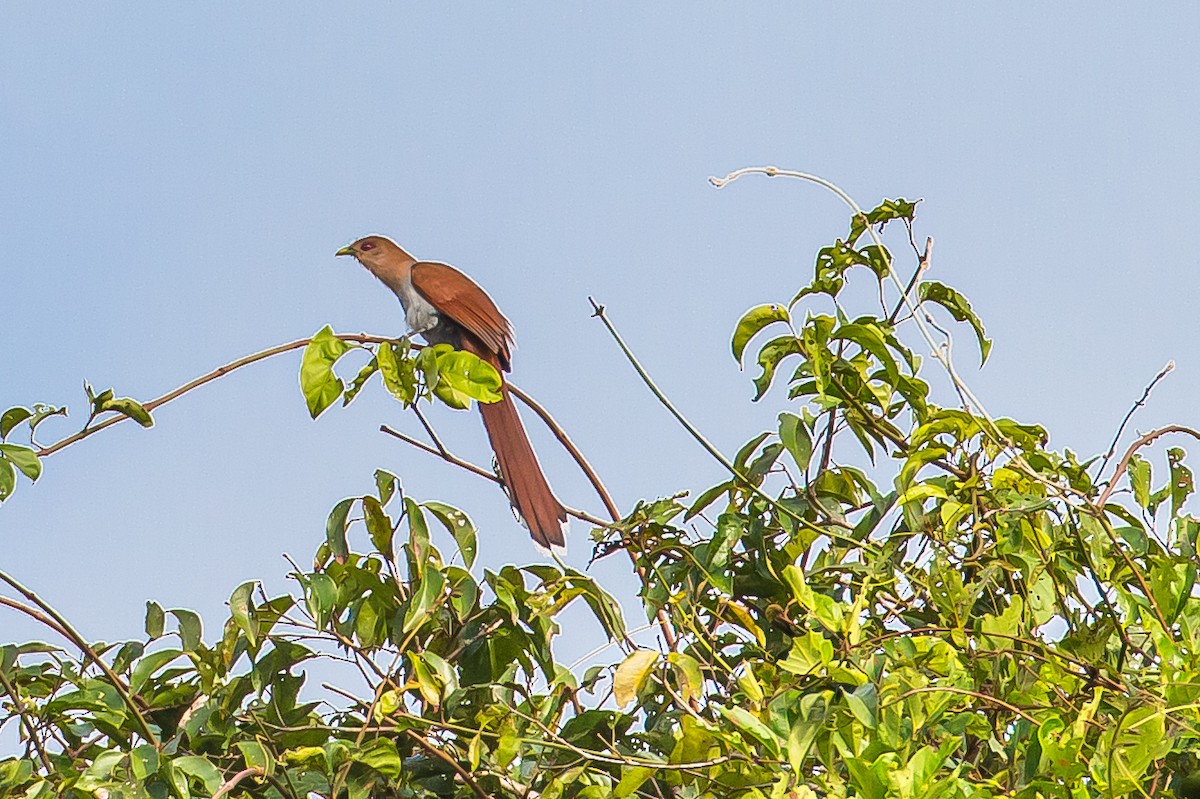 Little Cuckoo - ML636005570