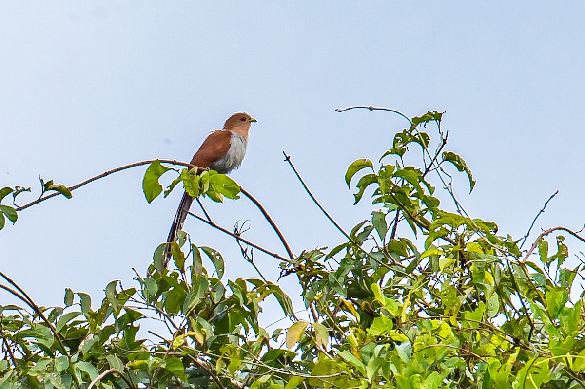 Little Cuckoo - ML636005571