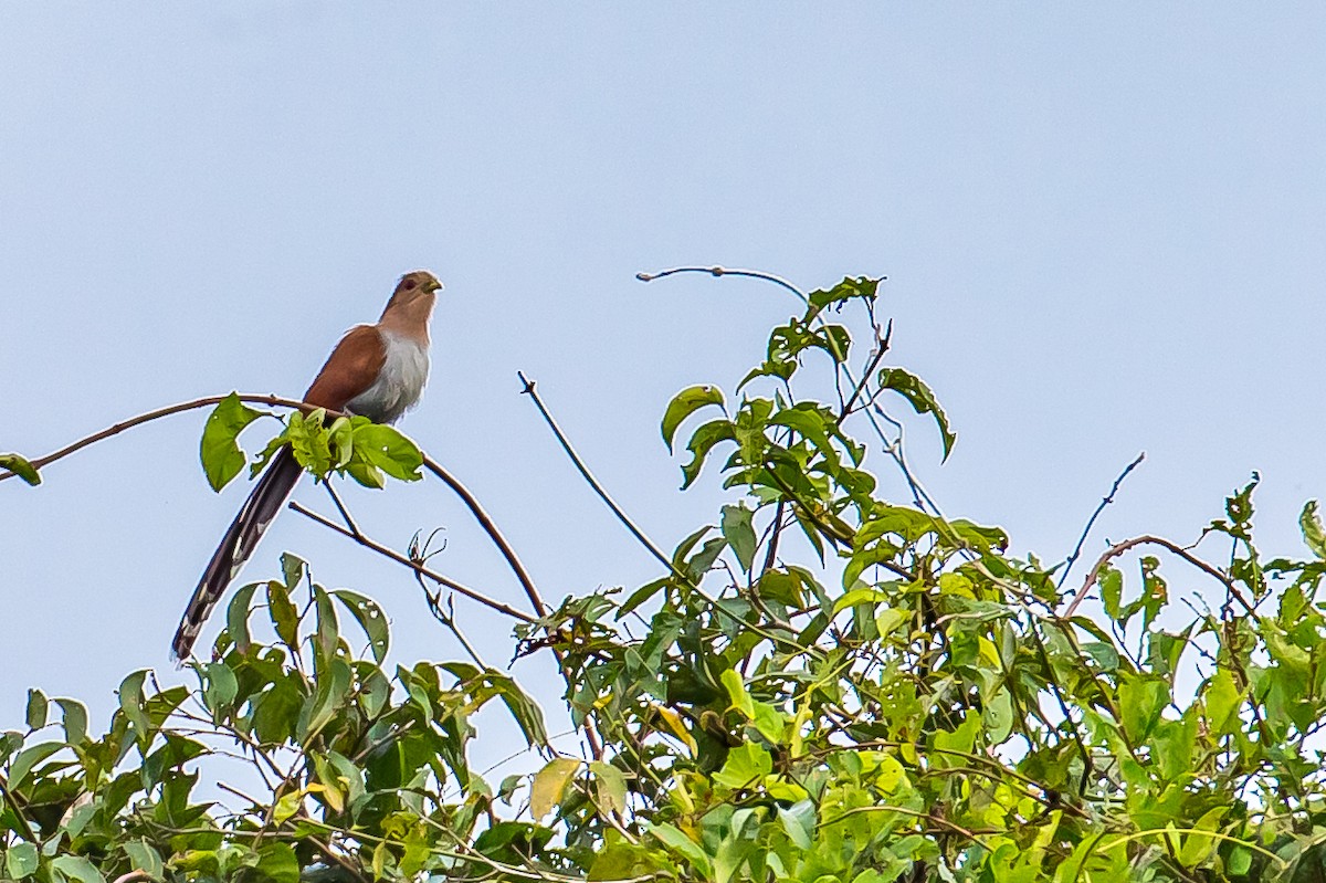Little Cuckoo - ML636005572