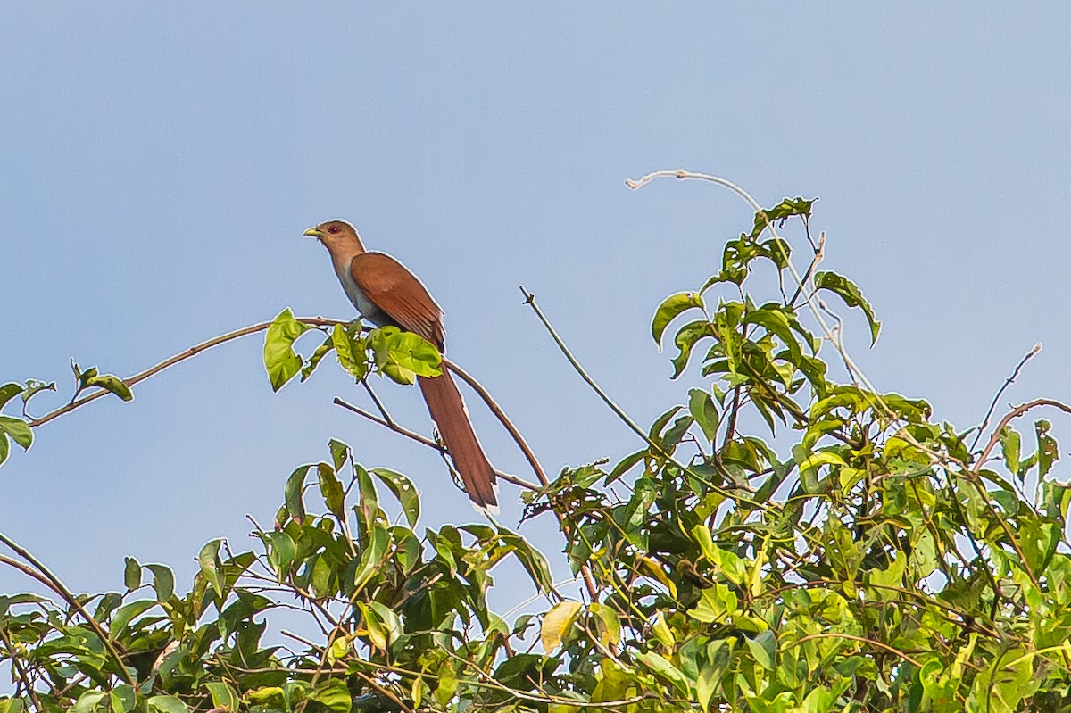 Little Cuckoo - ML636005573