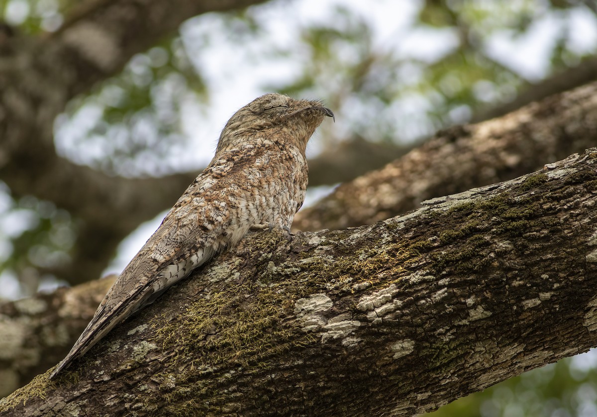 Great Potoo - ML636005575