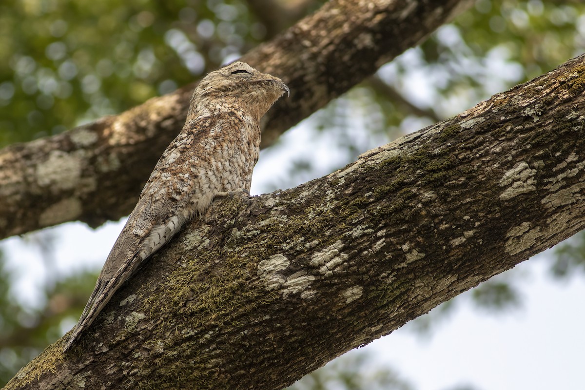 Great Potoo - ML636005576