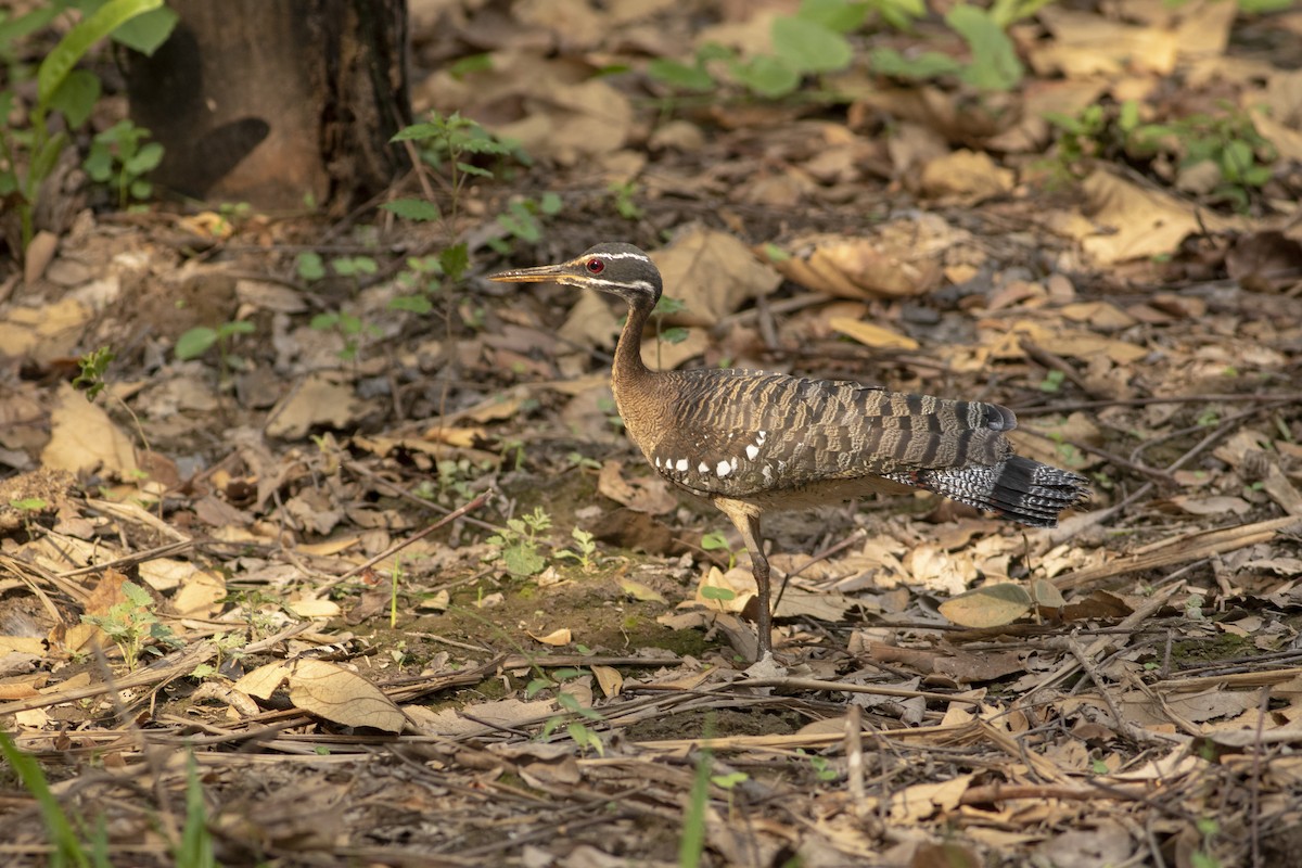 Sunbittern - ML636005589