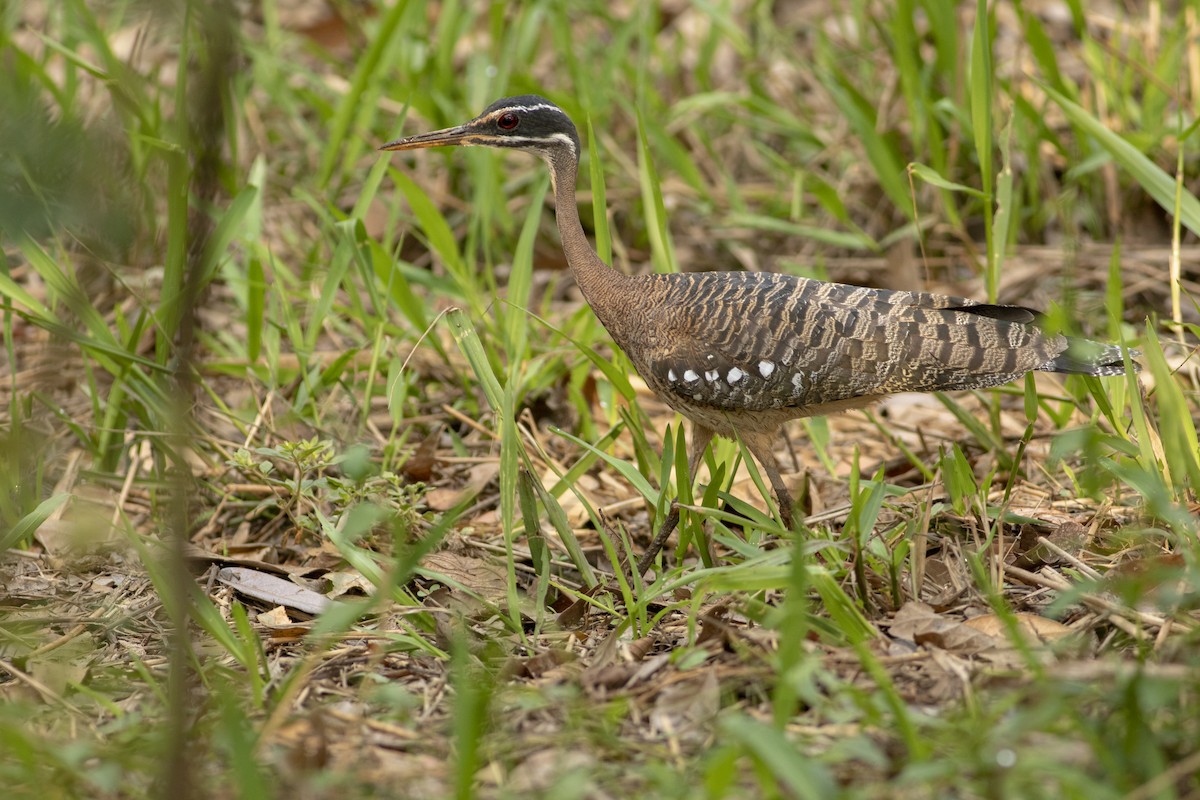 Sunbittern - ML636005590