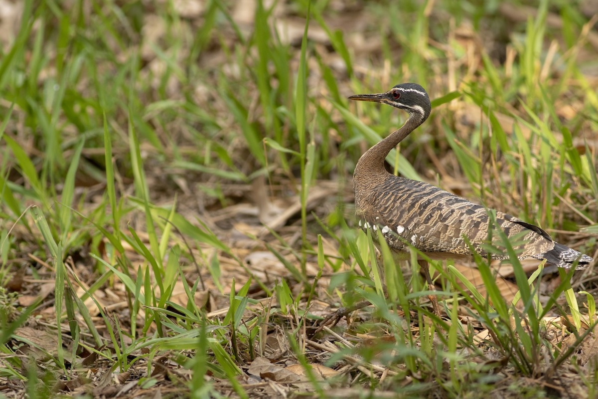 Sunbittern - ML636005591