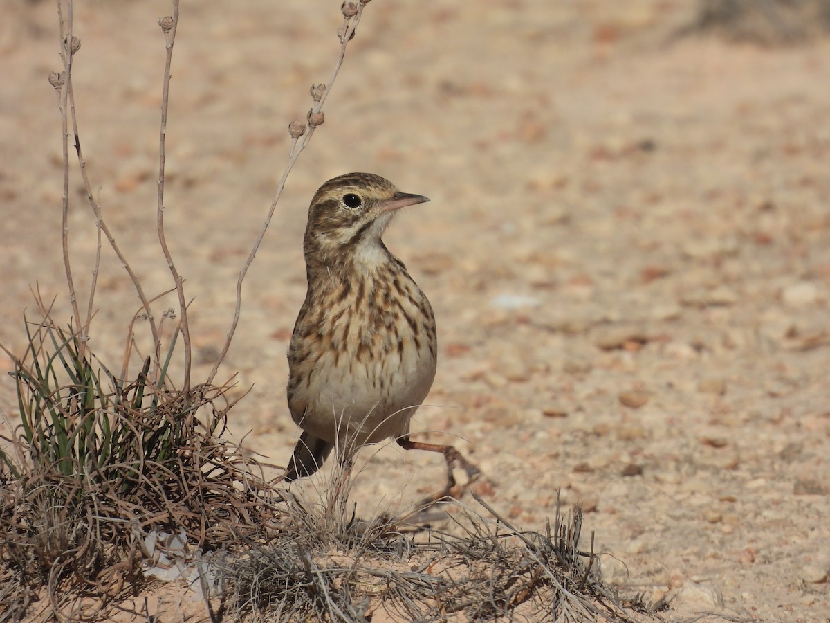 Australian Pipit - ML636005650