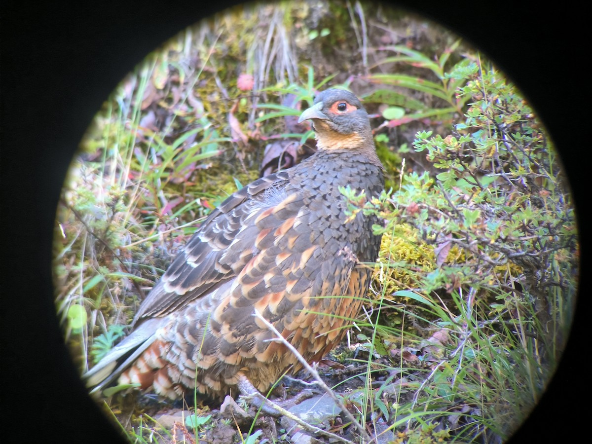 Buff-throated Monal-Partridge - ML636005677