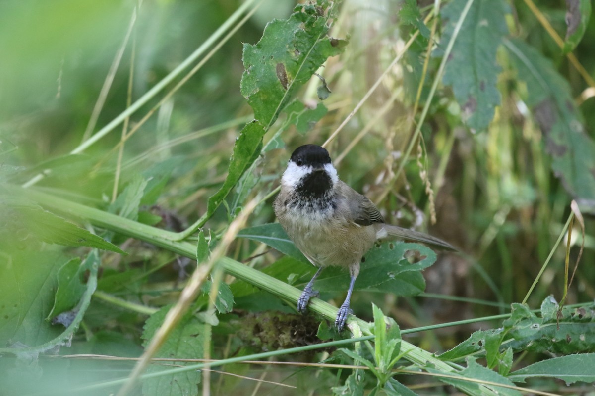 Sichuan Tit - ML636005707