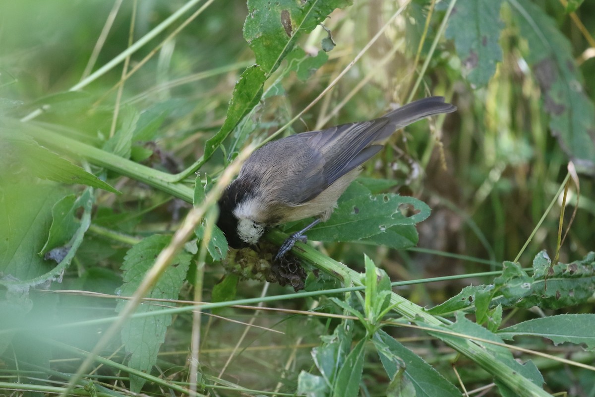 Sichuan Tit - ML636005708