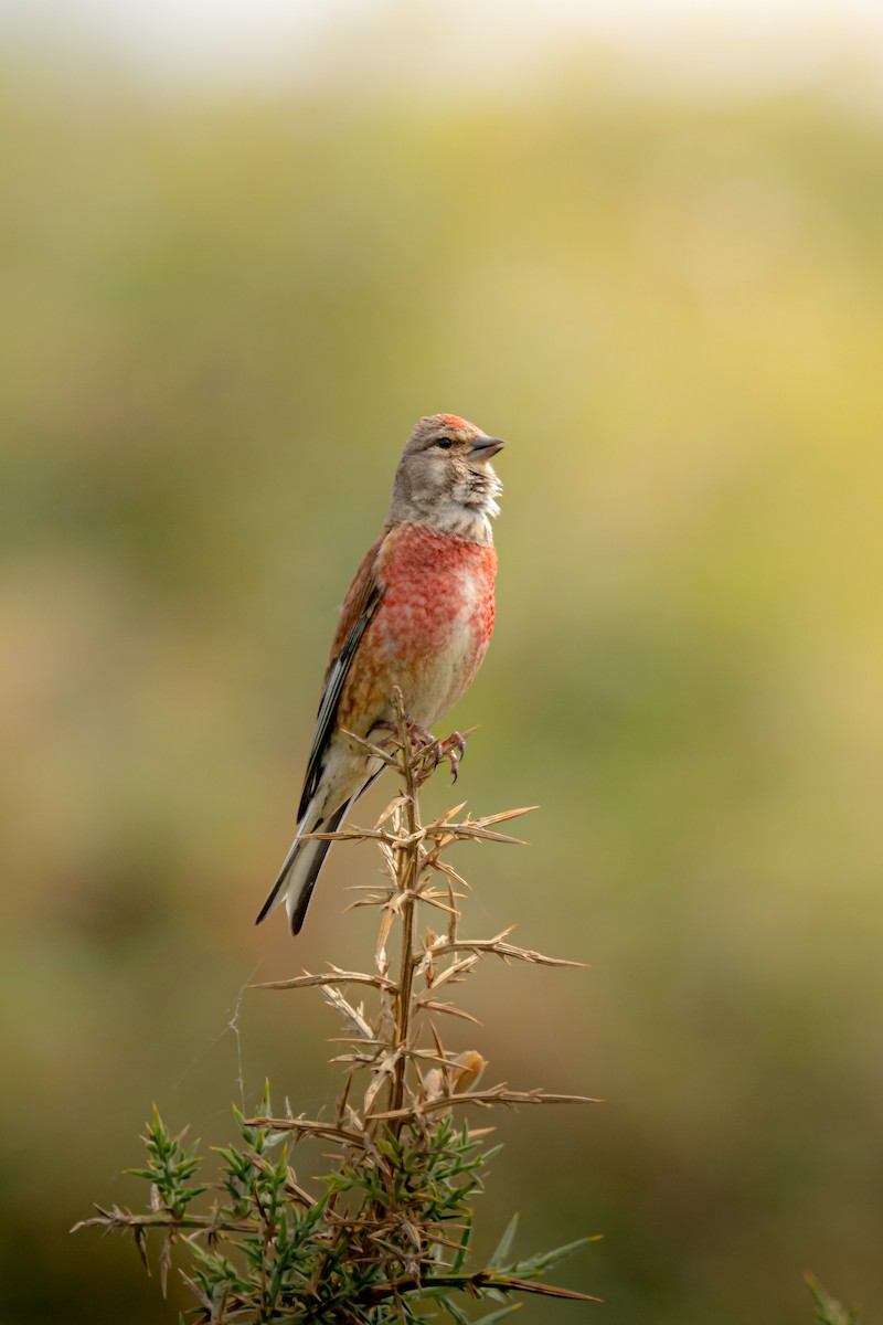 Eurasian Linnet - ML636005734