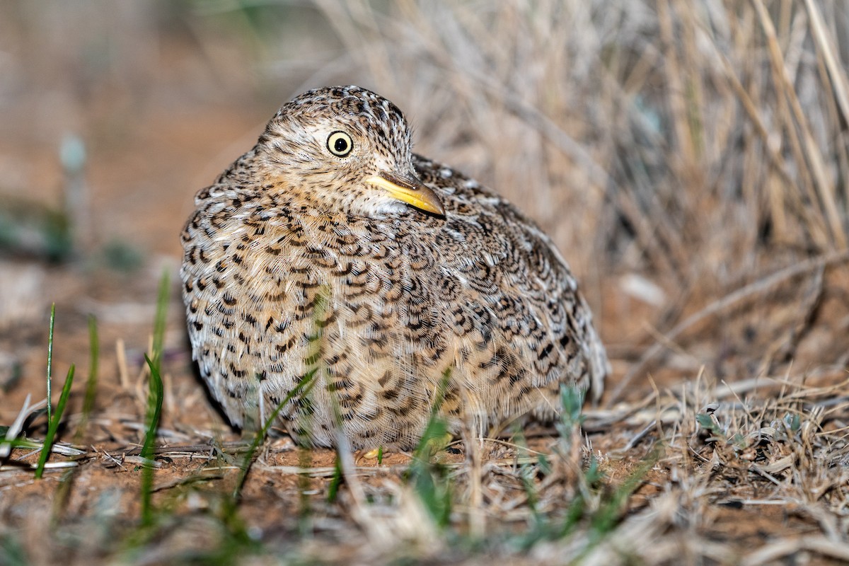 dropík australský - ML636005796