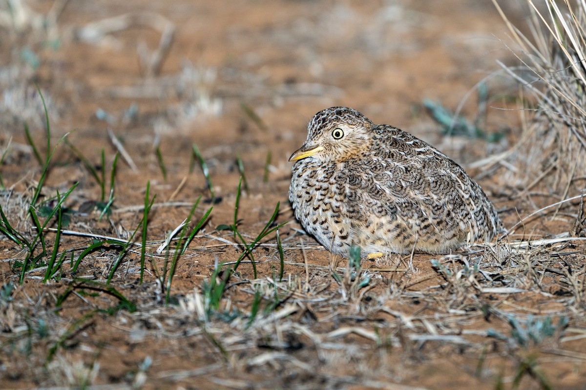 dropík australský - ML636005797