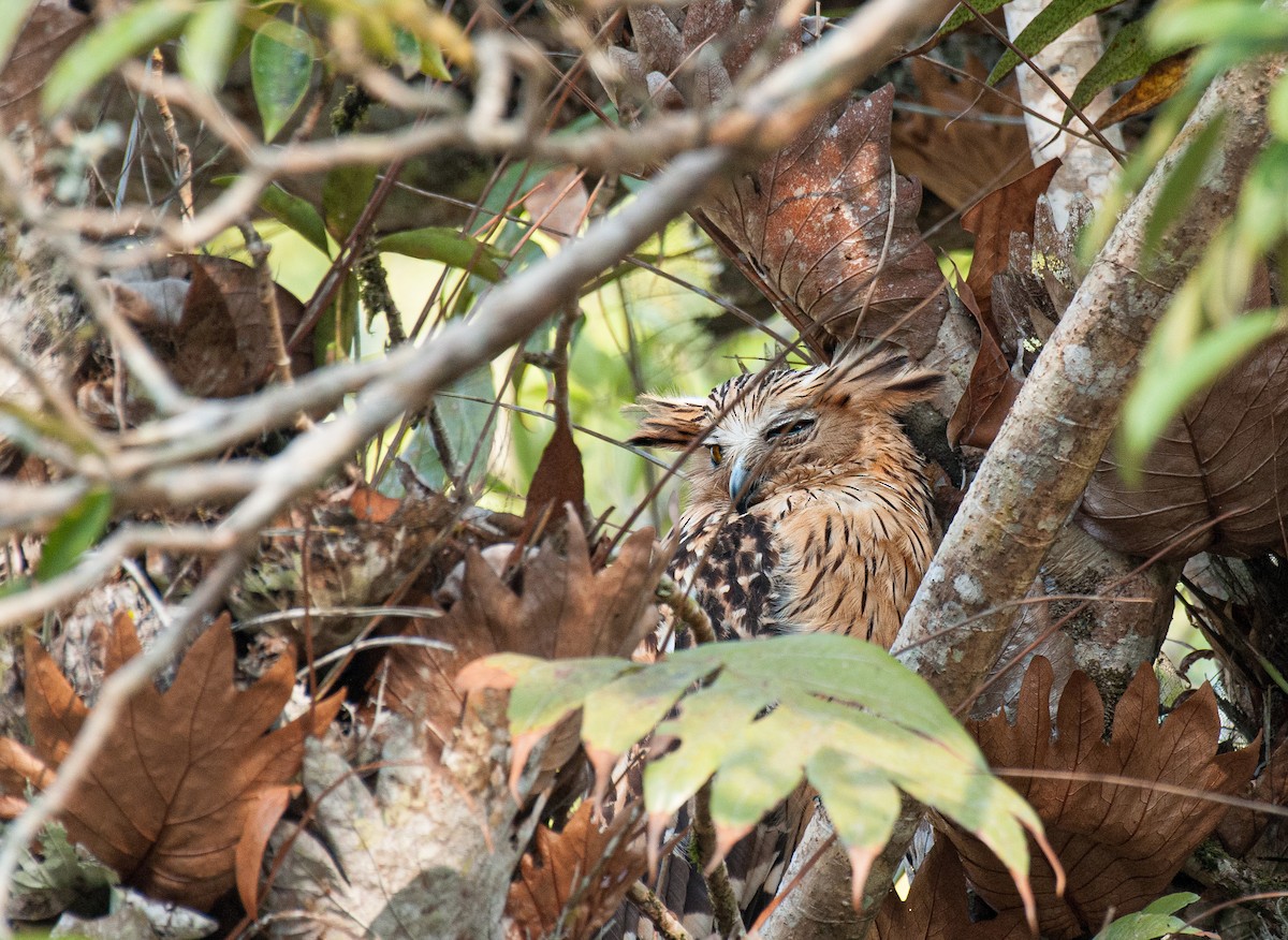 Buffy Fish-Owl - ML636005819