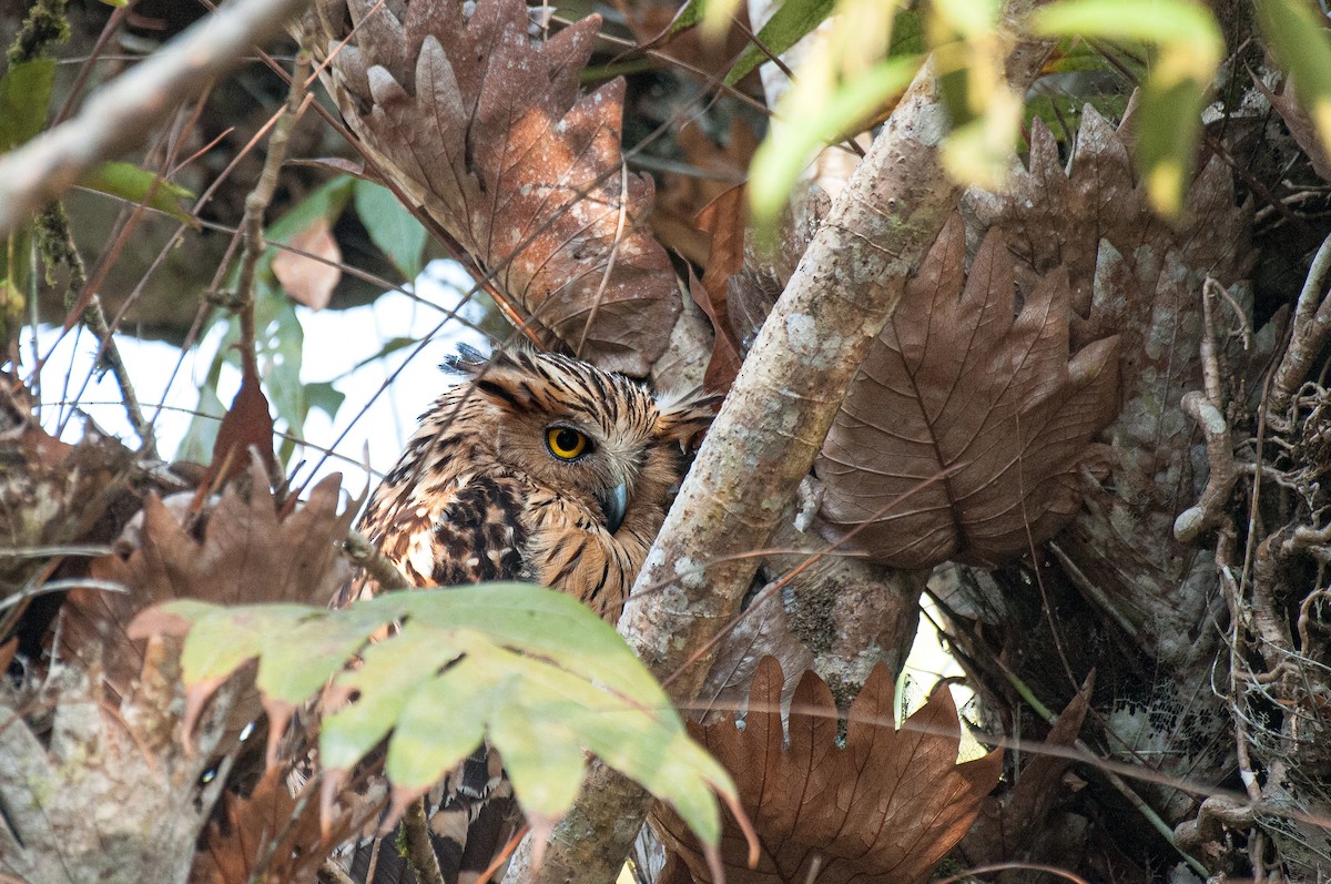 Buffy Fish-Owl - ML636005820