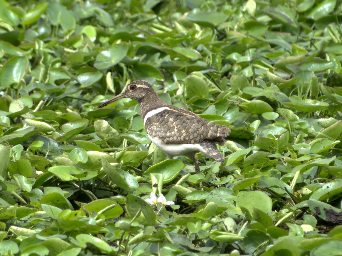 Australian Painted-Snipe - ML636005890