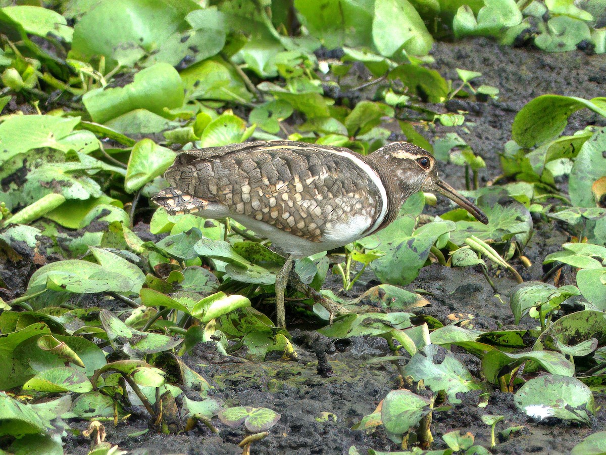 Australian Painted-Snipe - ML636005891