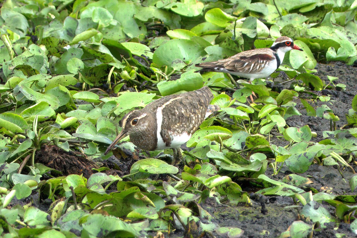 Australian Painted-Snipe - ML636005892