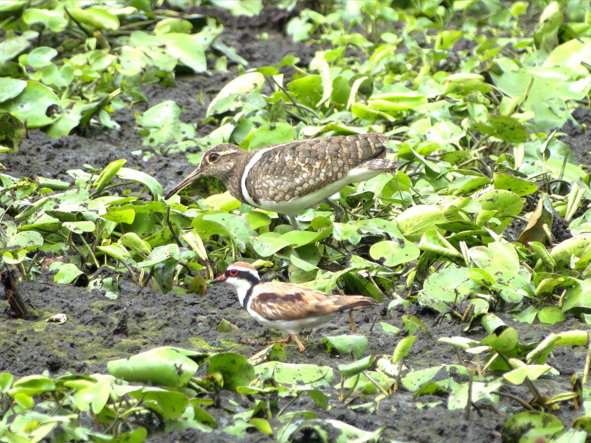 Australian Painted-Snipe - ML636005893