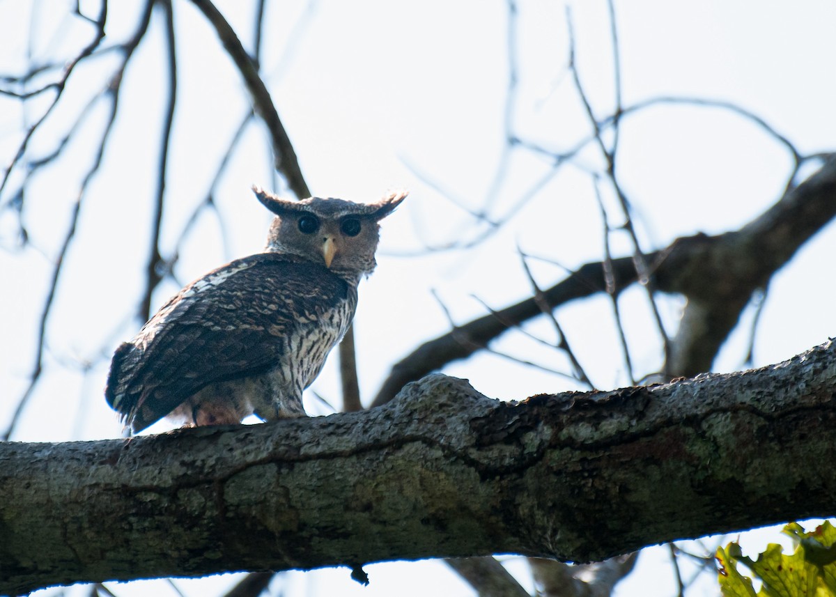 Spot-bellied Eagle-Owl - ML636005908