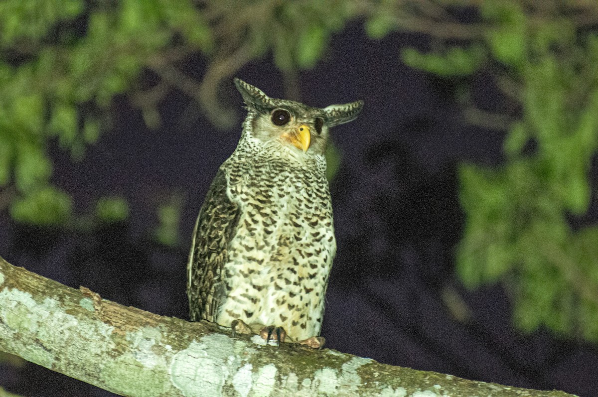 Spot-bellied Eagle-Owl - ML636005940