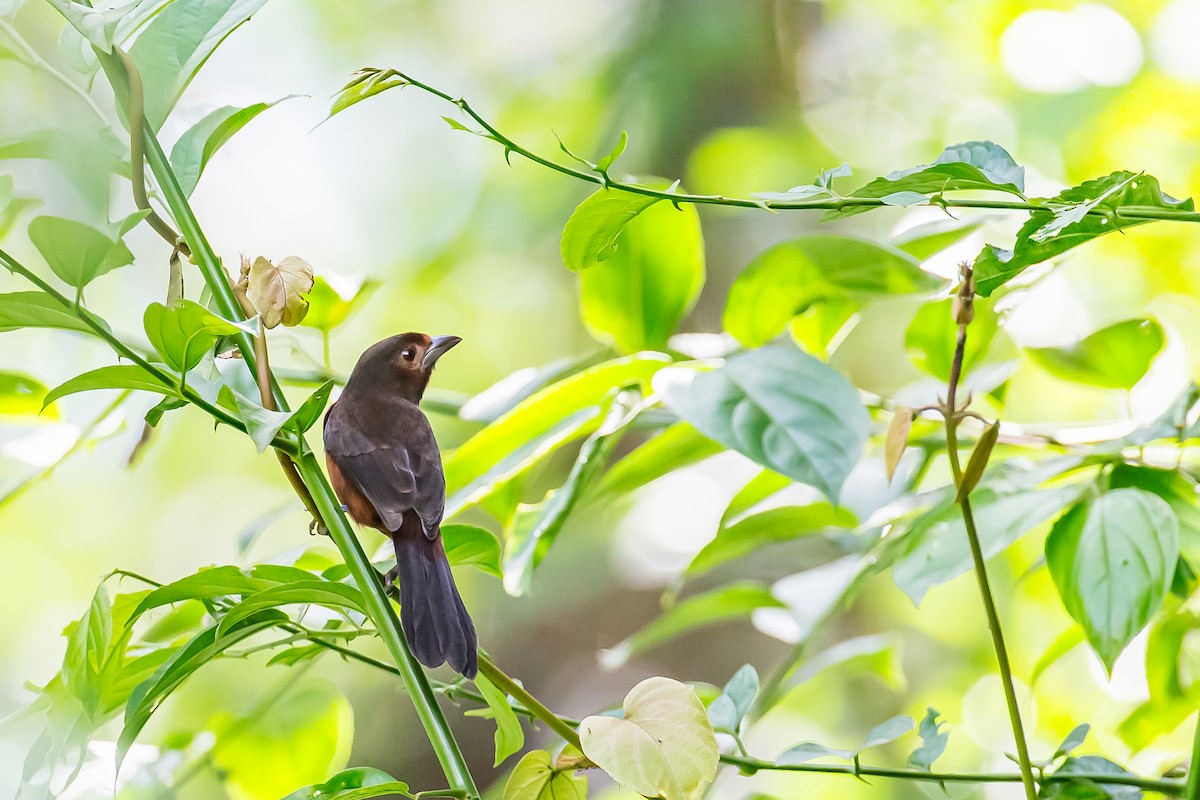 Silver-beaked Tanager - ML636005948