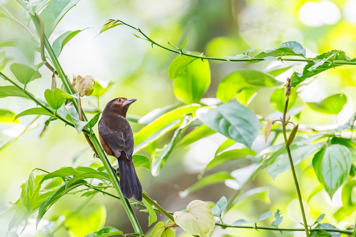 Silver-beaked Tanager - ML636005949