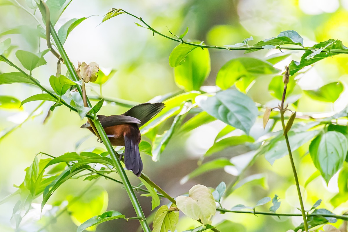 Silver-beaked Tanager - ML636005951