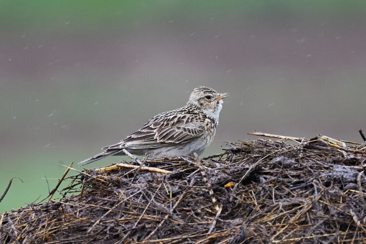 Eurasian Skylark - ML636005969