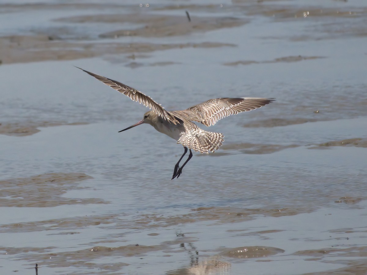 Хурган цууцал - ML636005984