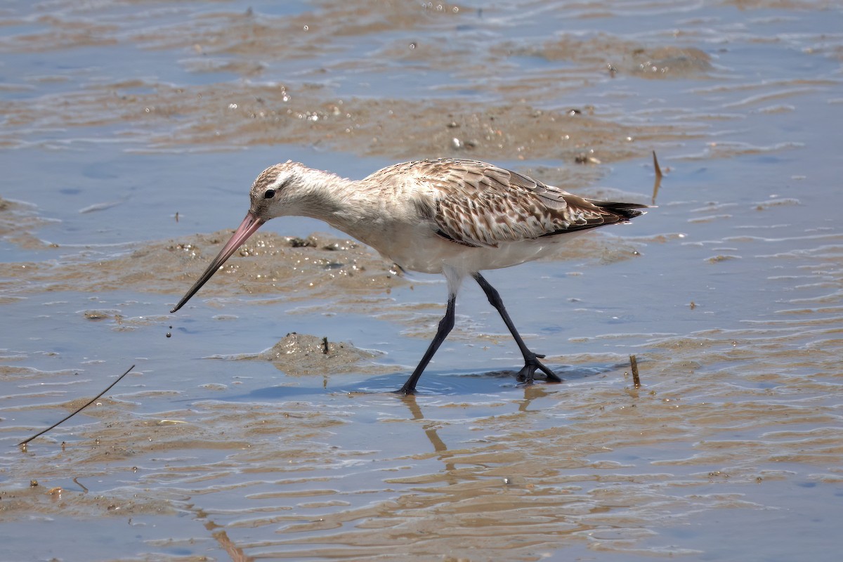 Хурган цууцал - ML636005985